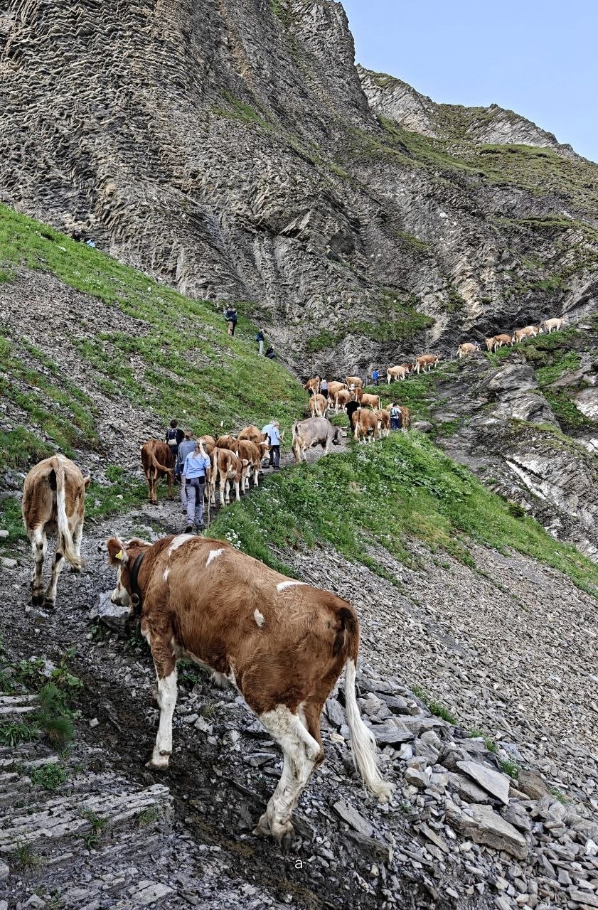 Alpaufzug – Viehtrieb auf die Alp